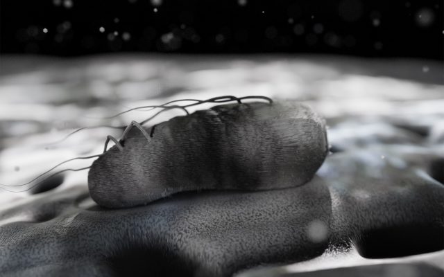 l’imagerie scientifique, une illustration du réel à interpréter.